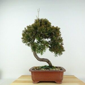 盆栽 真柏 樹高 約40cm しんぱく Juniperus chinensis シンパク “ジン” ヒノキ科 常緑樹 観賞用 現品