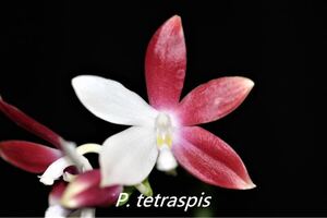 (^。 ^)(413) Phal. tetraspis 