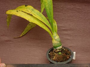 Catasetum Taiwan Yellow Diamond カタセタム タイワンイエローダイヤモンド 730●ラン苗