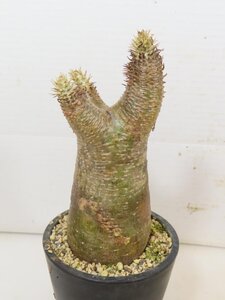 5237 「塊根植物」パキポディウム エニグマティクム 植え【発根・Pachypodium enigmaticum・多肉植物】