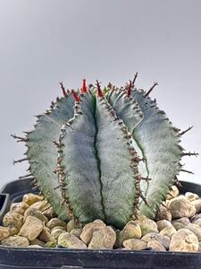 ユーフォルビア 白衣ホリダ×ポリゴナ Euphorbia Polygona Snowflake 実生 交配種 多肉植物