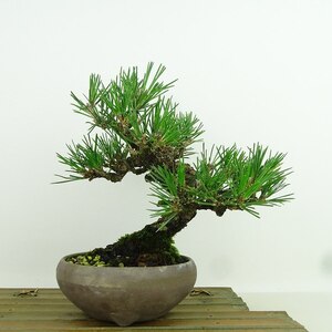 盆栽 松 黒松 樹高 約19cm くろまつ Pinus thunbergii クロマツ マツ科 常緑針葉樹 観賞用 小品 現品