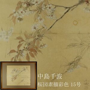 【LIG】真作保証 中島千波 素描彩色 15号 肉筆 桜図 額装 旧家収蔵品 [.QW]24.5