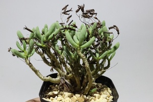 Tylecodon buchholzianus チレコドン　ブッコルジアナス