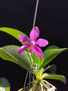  洋蘭原種 Phal.pulchr