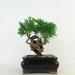 盆栽 真柏 樹高 約10cm しんぱく Juniperus chinensis シンパク ヒノキ科 常緑樹 観賞用 小品 現品