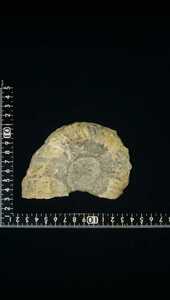アンモナイト化石　北海道産　鉱物標本　国産鉱物 