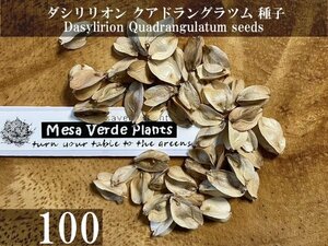 ダシリリオン クアドラングラツム 種子 100粒+α Dasylirion Quadrangulatum 100 seeds+α 種
