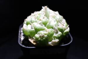 ロックウッディ　Haworthia　ハオルチア