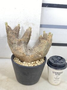 4221 「塊根植物」パキポディウム エニグマティクム大 植え【発根・Pachypodium enigmaticum・多肉植物】