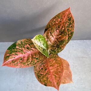 アグラオネマスターダスト オレンジAglaonema Stardust Orange C72