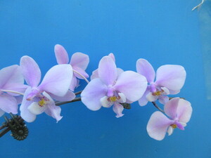 洋蘭 原種 こちょうらん Phal. schilleriana １作苗