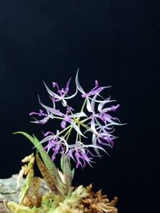 macroclinium manabinum 原種　小型着生ランパルダリウム　 洋蘭原種 洋蘭