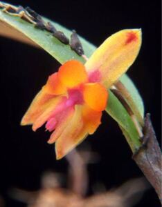 lepanthea aurita 原種　エクアドル熱帯植物　パルダリウム　 洋蘭　南米ミニチュアエクアドル