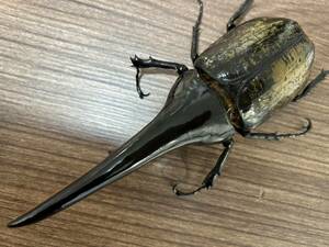 【chaser1106】標本用死虫 へラクレスオオカブト 　♂172.5mm