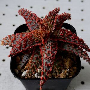 アロエ 実生 ハイブリッド 多肉植物 Aloe hybrid 51