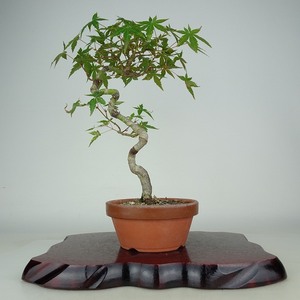 盆栽 紅葉 樹高 約31cm もみじ Acer palmatum モミジ カエデ科 落葉樹 観賞用 現品