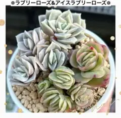 No.232 ❁ラブリーローズ&アイスローズ❁ 抜き苗 多肉植物