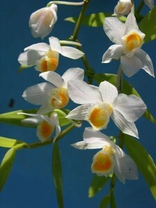 T♪洋蘭　 Dendrobium sp.　雲南産　　 　 デンドロビューム　 洋ラン