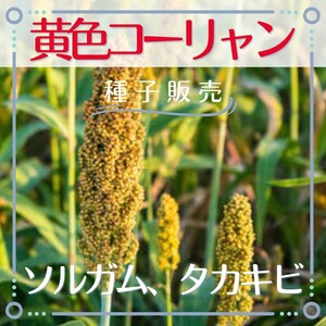 追跡番号付【種子販売】大容量:黄色コーリャン*種子50粒