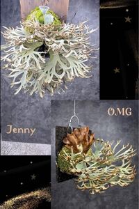 ビカクシダ　jenny×O.M.G hyb Jyue Ji Platycerium 購入株　willinckii 