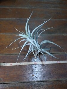 Tillandsia albida☆アルビダ　エアプランツ・ティランジア・チランジア　送込み