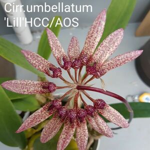 7165【つぼみ付き株】バルボフィラム ウンベラチュム Bulb.umbellatum ‘Lil’ HCC/AOS 洋蘭 原種 (2190-43198)