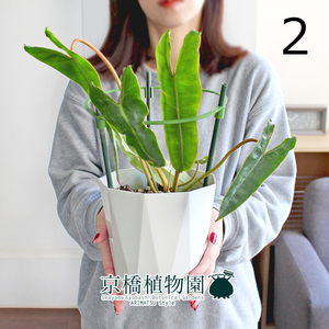 【現品】フィロデンドロン・ビレッティア 5号 白鉢（2）Philodendron billietiae