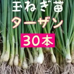 玉ねぎ淡路島苗30本