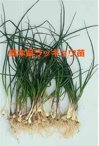 熊本県産　ラッキョウ苗　エシャレット　100苗