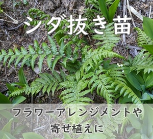 送料無料◆シダ植物 抜き苗 1株 寄せ植え フラワーアレンジメントにも重宝◎ 山野草 園芸 ガーデニング ハシゴシダ ミゾシダ