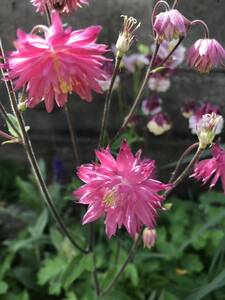 花の種☆オダマキ☆西洋オダマキ☆③☆ローズ☆八重ダブル咲き☆約20粒