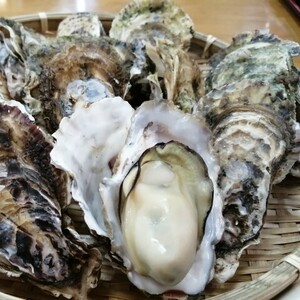 【冷凍牡蠣】【送料無料】三重県産 加熱用 殻付き 浦村かき 約30～35個セット（約2kg前後）（3、4人前）