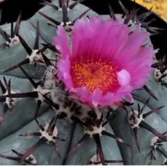 Echinocactus horizonthalonius(実生苗です)