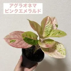 【1株限定販売】超絶希少✨️ アグラオネマピンクエメラルド 新芽付