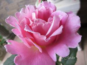 【ティファニー（新苗）】強香！ソフトピンクのバラの名花（四季咲き）ＨＴ・ハイブリッドティ