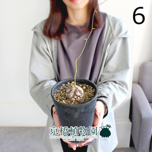 【現品】アフリカ亀甲竜 4号（6）Dioscorea elephantipes