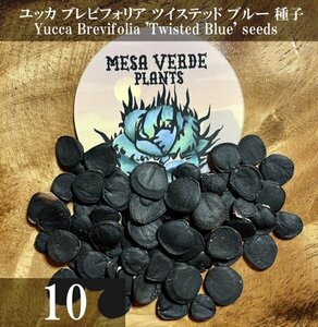 ユッカ ブレビフォリア ツイステッド ブルー 種子 10粒+α Yucca Brevifolia 