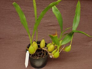 Coelogyne flaccida セロジネ・フラッキダ 738●ラン苗