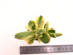 【021】多肉植物根付き苗 200品目出品！100円スタート！【熊童子白斑】（コチレドン）