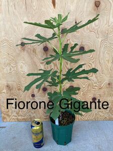 超希少イチジク！【Fiorone Gigante】フィオローネギガンテ　５号ロングスリット鉢　挿し木苗　いちじく　イチジク苗　イチジク苗木