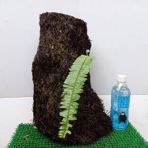 着生植物用　ヘゴ原木　　サイズ　　最大直径　27㎝　高さ　43㎝　未使用