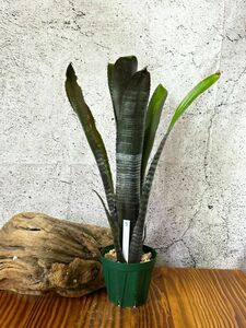 【Frontier Plants】【現品】ビルベルギア・ダースベイダー Billbergia Darth Vader (La Noche x Domingos Martins)【B】