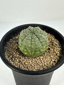 ユーフォルビア オベサ Euphorbia Obesa EU輸入球 実生株 抜き苗は送料込◎ ユーフォ アフリカ原産 多肉植物 美株 検 スーパーバリダ 塊根