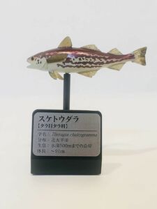 スケトウダラ　魚類　魚　海　川　フィギュア　日本　生き物　生物　動物　ミニチュア　３１