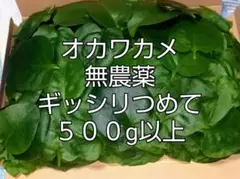 オカワカメ無農薬500g以上