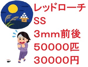 レッドローチ　SS ３ｍｍ前後 ５００００匹　３００００円