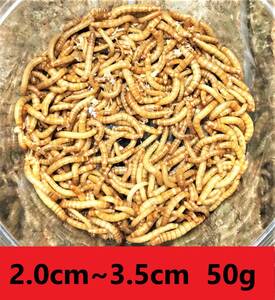 ★ミルワーム　５０ｇ★　送料無料！！2cm～3.5cmサイズ