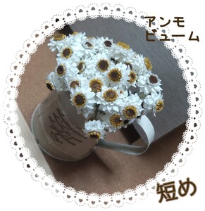 ◆◆Hydrangea◆◆短め　アンモビューム　４０本　ナチュラル　ホワイト　ハンドメイド　雛祭り　春　ワークショップ　バレンタイン　白