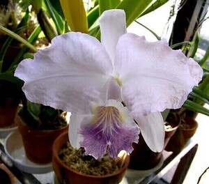 ☆◆【洋蘭原種】◆☆ C. lueddemanniana fma. coerulea ‘Caballero’ (OG) 開花株 